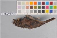 藏品(栗背林鴝)的圖片